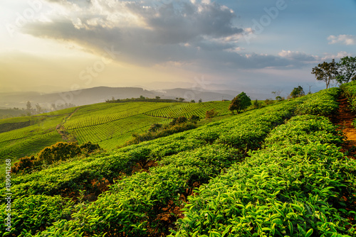 Rows of green tea bushes at tea plantation at sunset