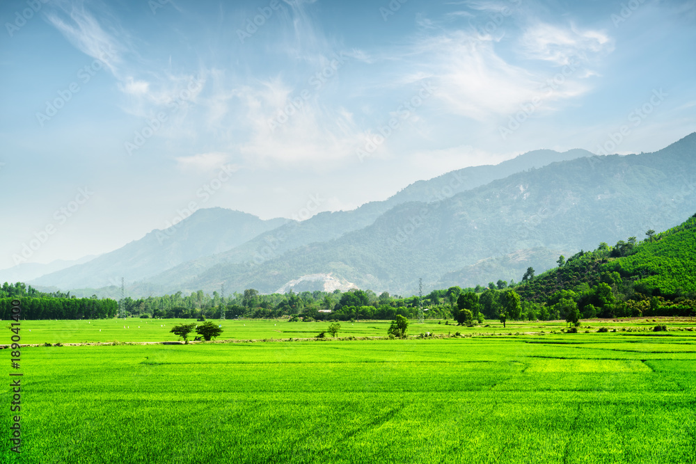 Bright green rice fields. Amazing summer landscape