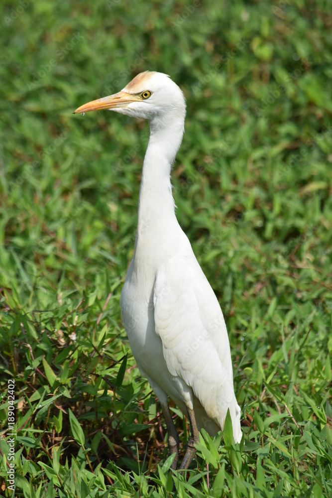 HERON GARDE BOEUF AU SRI LANKA HERON GARDE BOEUF AU SRI LANKA