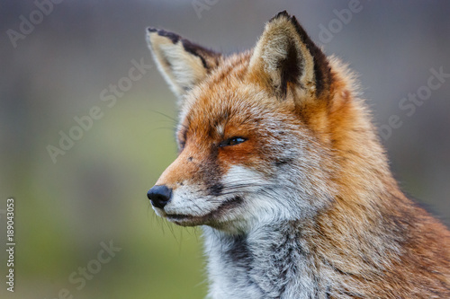 Red fox portrait © Pim Leijen