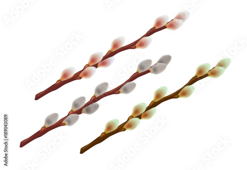 Willow branches isolated on white background. Vector illustration.