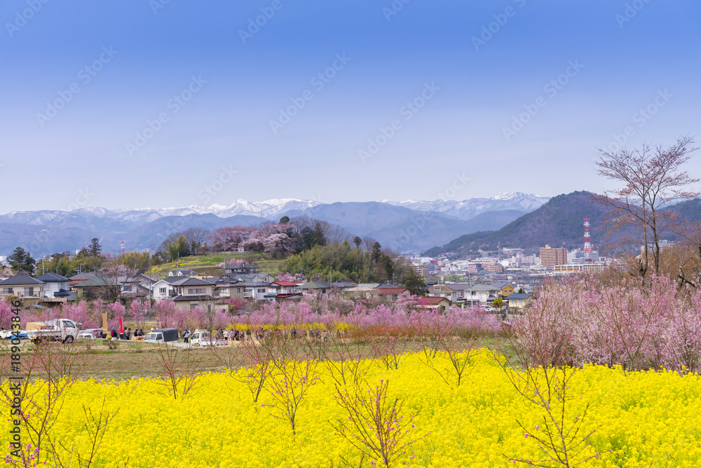 Cherry-blossom trees (Sakura) and many kinds of flowers in Hanamiyama  park and Fukushima cityscape, in Fukushima, Tohoku area, Japan. The park is very famous Sakura view spot