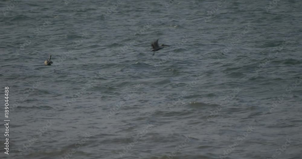 Brown Pelicans On The Water Surface, Costa Rica Brown Pelicans On The Water Surface, Costa Rica