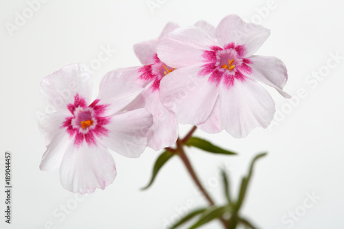 Flowers phlox subulate isolated on a gray background. © ksi