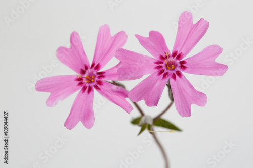 Flowers phlox subulate isolated on a gray background.