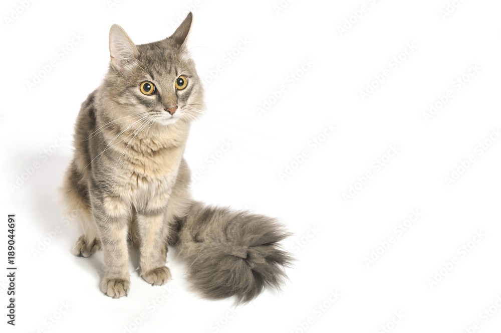 Furry gray cat on white background