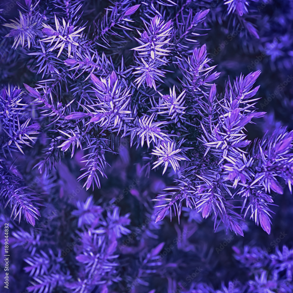Fototapeta Ultra Violet Spruce Oddziałów Zbliżenie