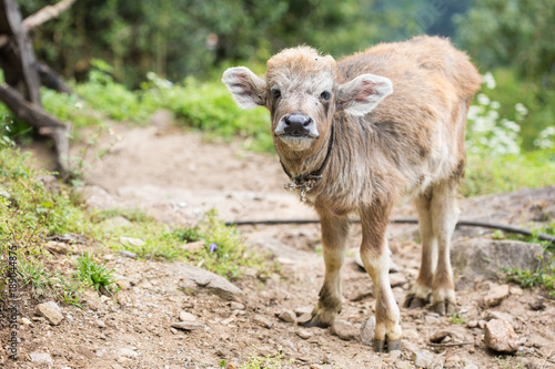 little cute calf with big ears  young buffalo