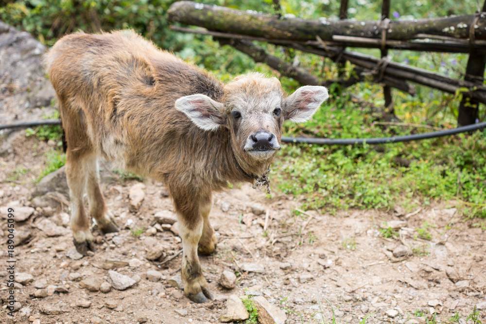 little cute calf with big ears; young buffalo