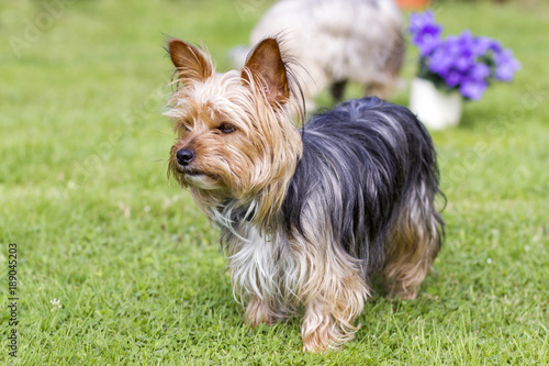 yorkshire terrier