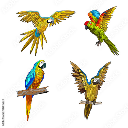 Vector color illustration. Seth from parrots in different angles.