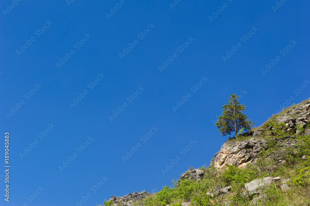 Naklejka premium Lonely tree on rocky slope, blue sky in background, in summer