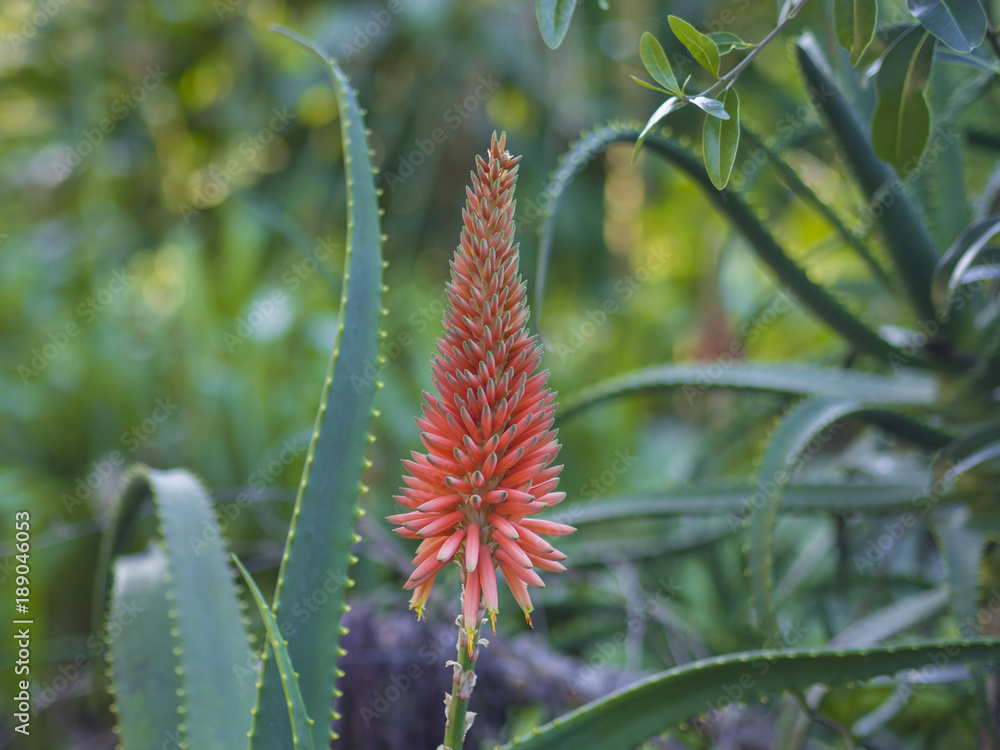 single red blooming candelabra aloe flowers- Aloe arborescens in tropical botanical garden on Tenerife, selective focus single red blooming candelabra aloe flowers- Aloe arborescens in tropical botanical garden on Tenerife, selective focus