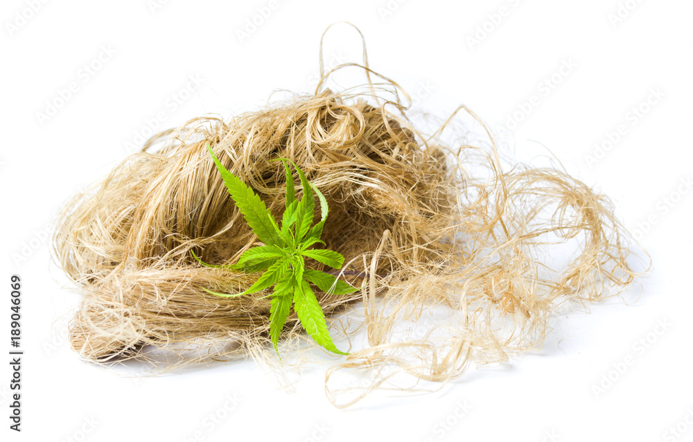 Obraz premium Marijuana leafs and cannabis hemp isolated