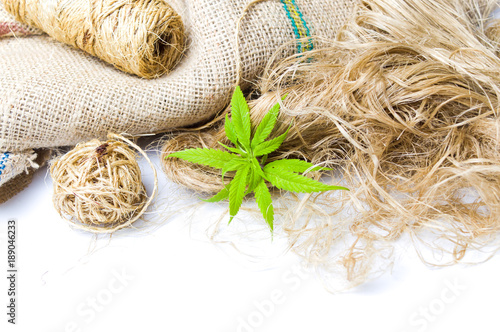Marijuana leafs and cannabis hemp isolated