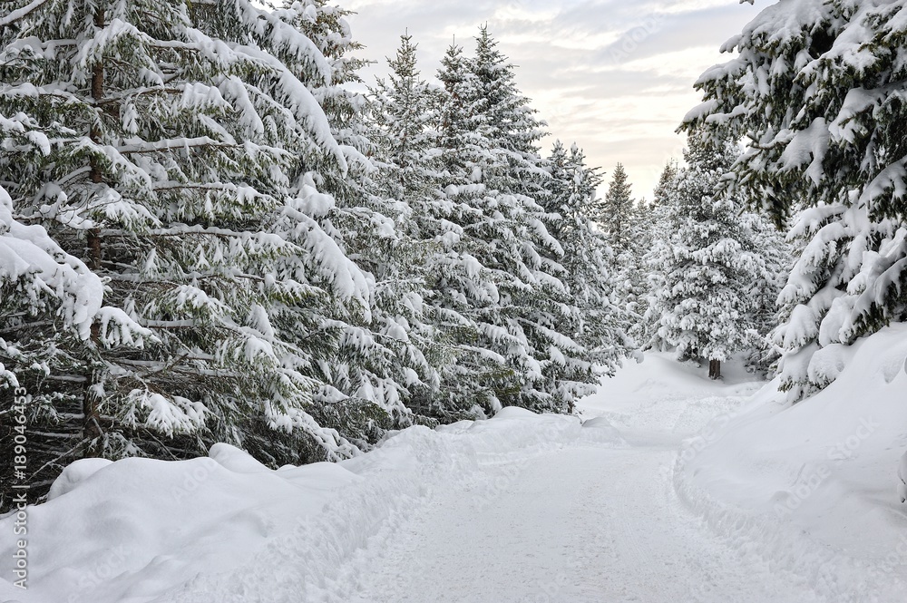 Dolomiti, Trentino Alto Adige boschi e neve Passo di Lavazè Dolomiti, Trentino Alto Adige boschi e neve Passo di Lavazè