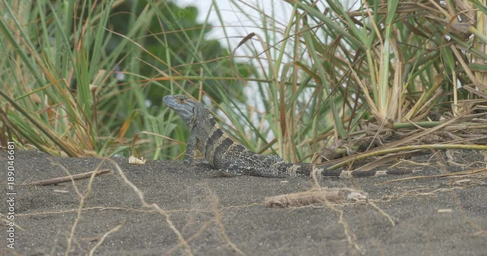 Black Spiny-Tailed Iguana, Costa Rica Black Spiny-Tailed Iguana, Costa Rica