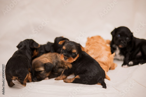 Yorkshire terrier and Chinese Crested Dog puppies