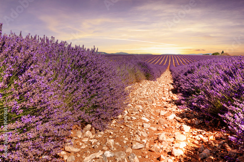 Nice view of lavender fields in Provence  France 