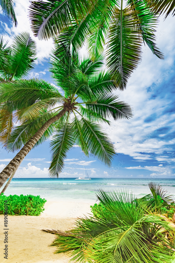 paradise beach beautiful white sand with palm tree in the resort of caribbean