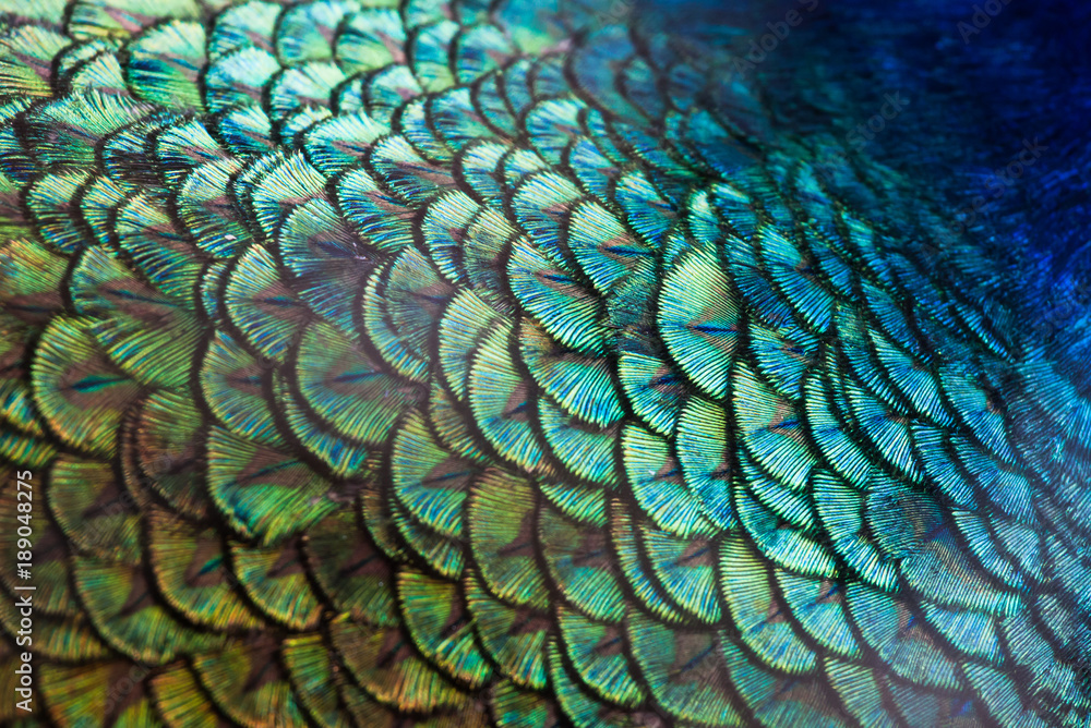 Obraz premium Pawie, kolorowe detale i piękne pawie pióra.