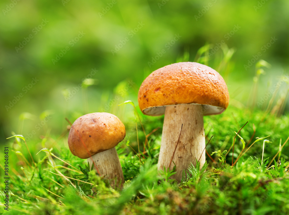 Edible mushrooms in a forest on green background Edible mushrooms in a forest on green background