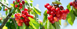 branch of ripe cherries on a tree in the garden