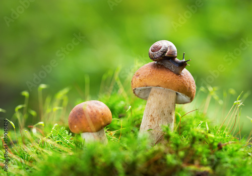 Edible mushrooms in a forest on green background