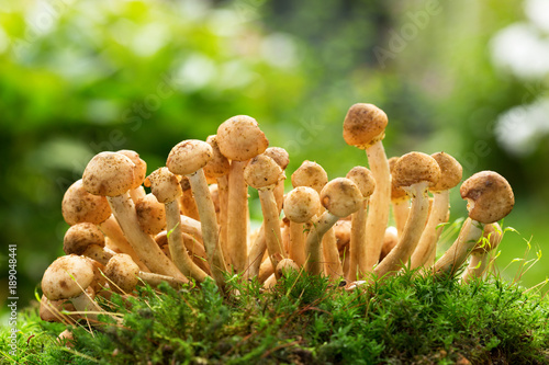 close up of edible mushrooms ( honey agarics) in a forest