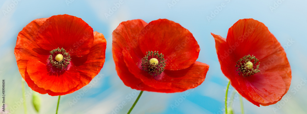 Fototapeta premium red poppy flowers over blue sky
