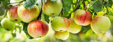 fresh ripe apples on a tree
