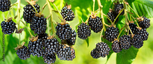 close up of ripe blackberry in a garden