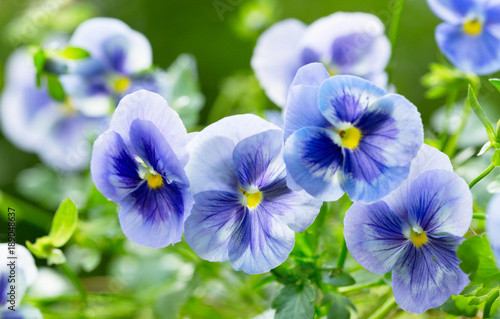 Fototapeta Naklejka Na Ścianę i Meble -  pansy flower growing in the garden