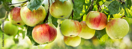 Fotografia, Obraz fresh ripe apples on a tree