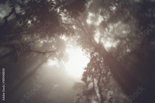 abstract silhouette upward tree in forest with fog in morning.