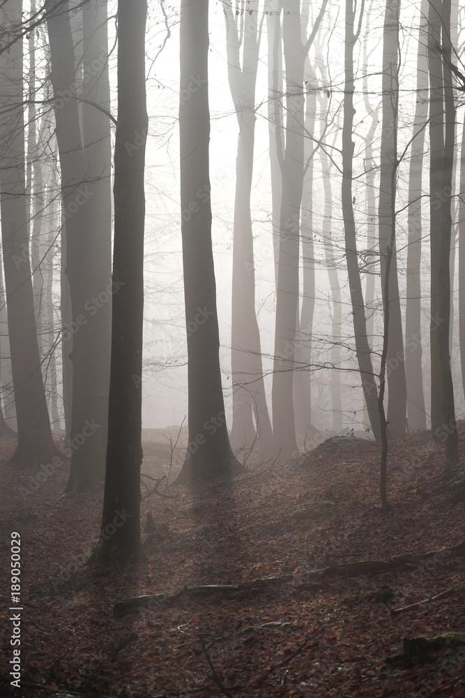 Obraz premium Las w porannej mgle