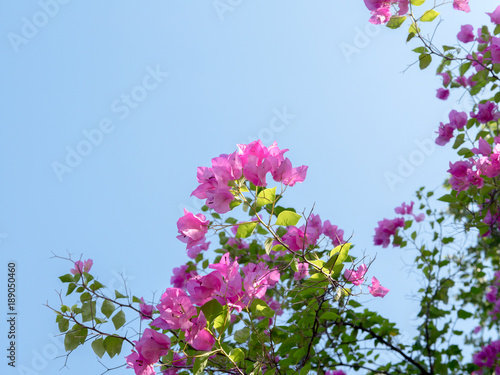 Blooming bougainvillea.Magenta bougainvillea flowers defocus background