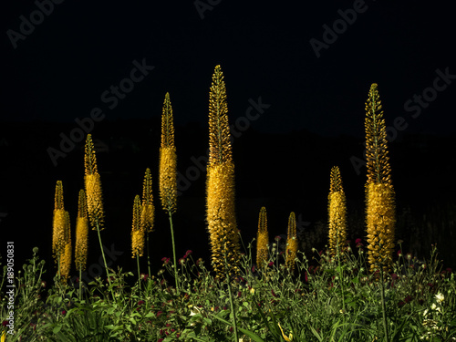 Night shot of Foxtail Lily (Eremurus) blooming in the Fall, Germany. photo