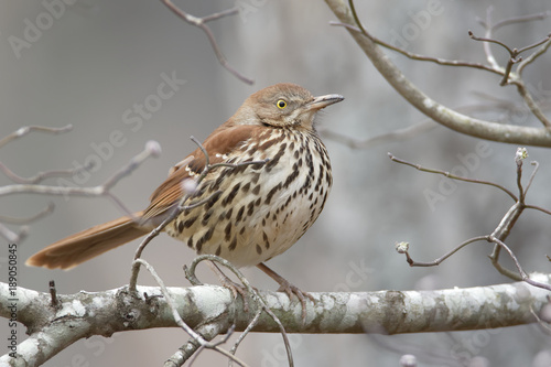 Brown Thrasher on Tree Branch