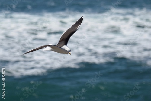 seagull © Jorge