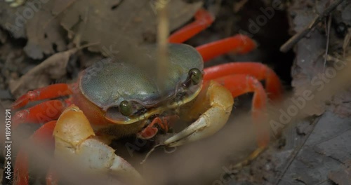 Huge Rainbow Crab In The Bush, Costa Rica photo