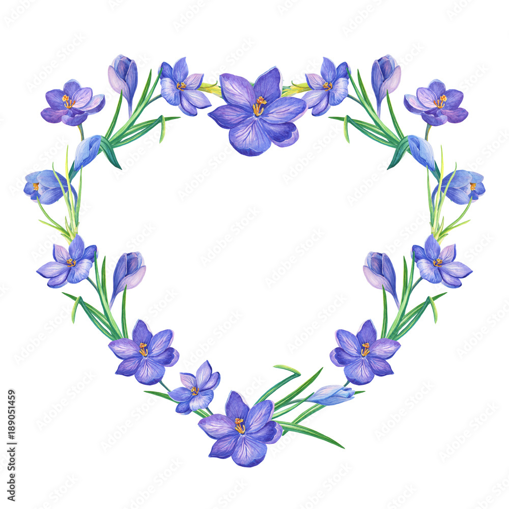 Frame.heart.Watercolor illustration with crocus or saffron on a white background.bouquet of purple flowers.Can be used as greeting cards, wedding invitations, birthday, spring or summer holiday.