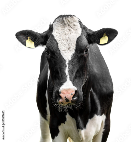 cow on a white background © Kunz Husum