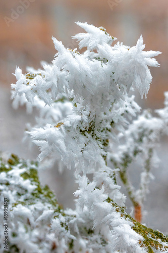 icy frosty tree branch macro photo