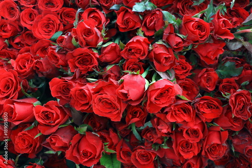Group of many red rose bouquet look fresh can use to background for Valentine day