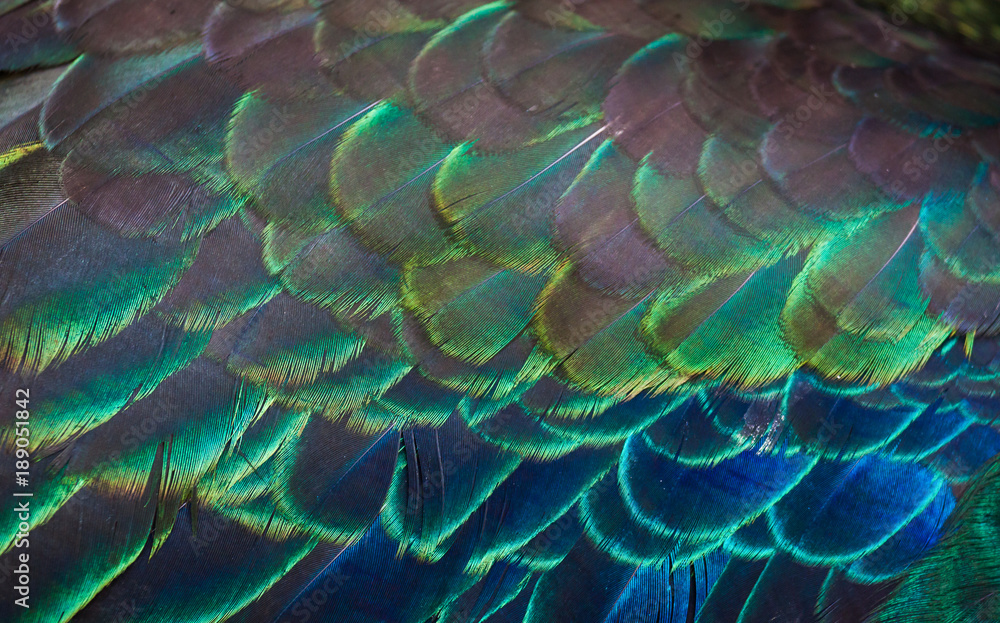 Fototapeta Peacocks, colorful details and beautiful peacock feathers.