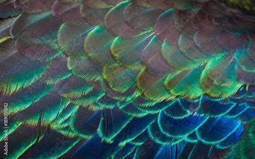 Peacocks, colorful details and beautiful peacock feathers. © beerphotographer