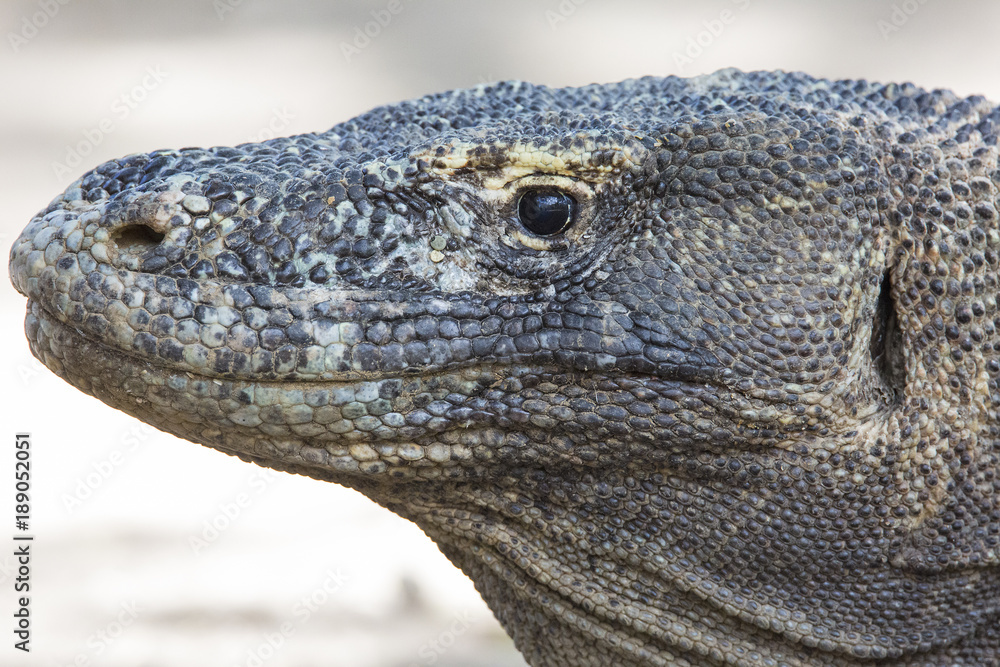 Komodo dragon in the wild Komodo dragon in the wild