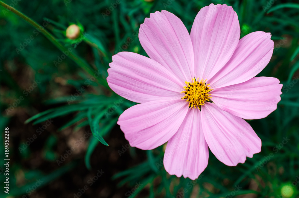 Flowers Flowers