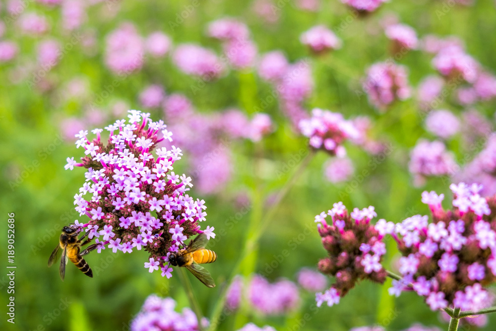Obraz premium Purple Verbena tiny flower with bee in morning sun